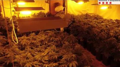 Detenen un home a Igualada per tenir 832 plantes de marihuana a casa seva