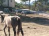 FAADA denuncia que una hípica del Bruc té cavalls i gossos en molt mal estat sense menjar ni aigua