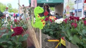 Igualada viurà un Sant Jordi amb rècord de parades a Cal Font