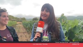 Verema a la DO Penedès des del Celler les Iaies a La Llacuna