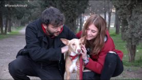 Planeta Animal 9 – El gat Gordo, educació canina i el gos Toby