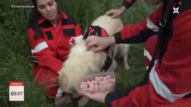 Creu Roja necessita més gossos de rescat a Balsareny