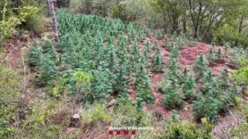 Desmantellen un cultiu de marihuana amb 2.250 plantes en una zona boscosa d’Aguilar de Segarra