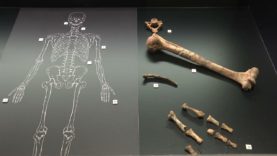 Identifiquen 54 restes neandertals de fa més de 50.000 anys a la Cova Simanya de Sant Llorenç Savall