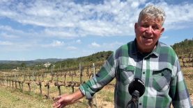 La pedregada del cap de setmana afecta de ple la collita de la zona de Maians, a Castellfollit del boix