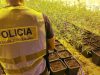 Dos detinguts a Torà per cultivar més de 1.200 plantes de marihuana en una nau industrial