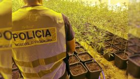 Dos detinguts a Torà per cultivar més de 1.200 plantes de marihuana en una nau industrial