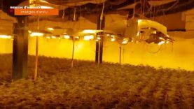 Tres detinguts i prop de 4.400 plantes de marihuana comissades a cinc naus d’Igualada