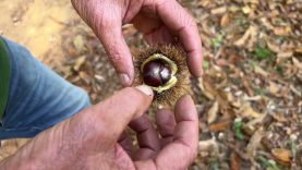 S’espera una bona temporada de castanyes