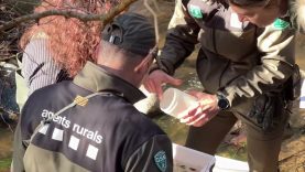 Investiguen la mort de 200 peixos a la riera Major de Viladrau